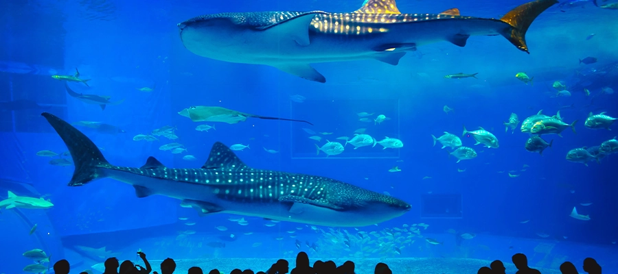 آکواریوم پوکت (Phuket Aquarium)