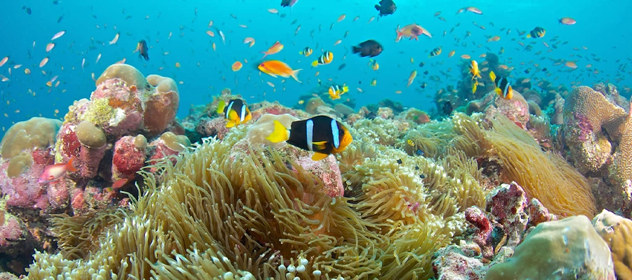 غواصی و اسنورکلینگ در صخره‌های مرجانی